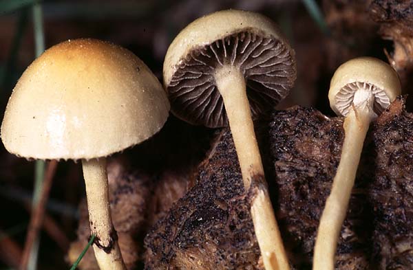 Stropharia semiglobata